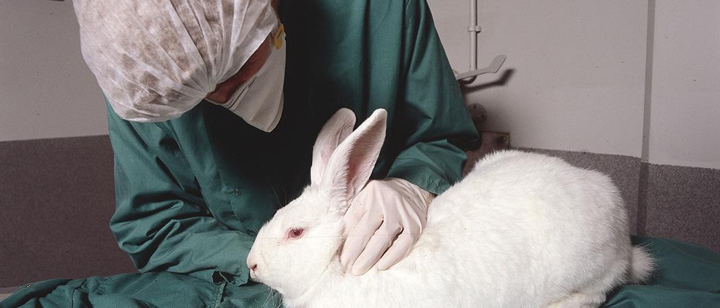 Animal Testing and Its Alternatives in Modern Research