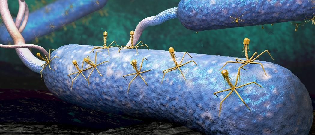 Antimicrobial resistance triggers race to develop phage alternatives, Science